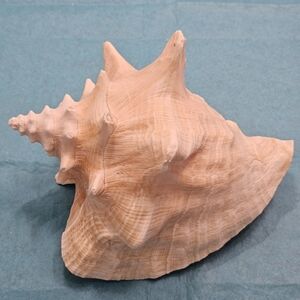 Pink Conch Shell - Med/Lg